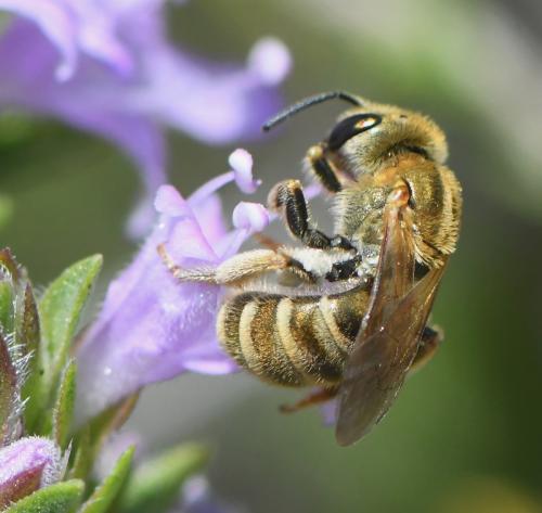 Seladonia subaurata